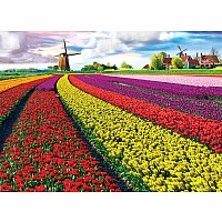Tulip Field - Netherlands