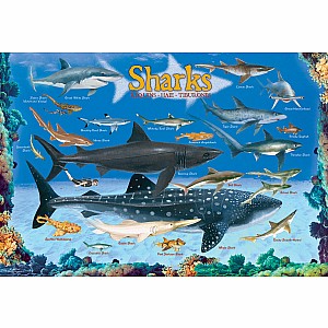Sharks 100-Piece Puzzle