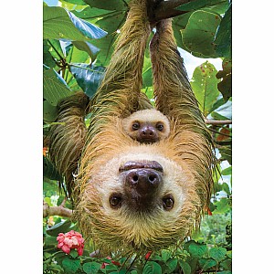 250 pc puzzles - Sloths