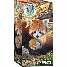 250 pc puzzles - Red Pandas