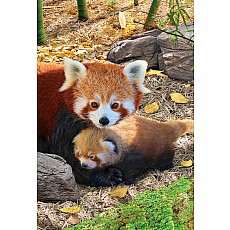250 pc puzzles - Red Pandas