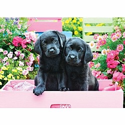 500 pc - Large Puzzle Pieces - Black Labs in Pink Box