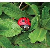 Hide & Seek Rock Painting Kit (weight varies due to natural rocks)