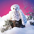 Owl, Snowy Hand Puppet