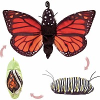 Monarch Life Cycle