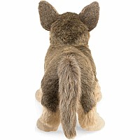 German Shepherd Puppy