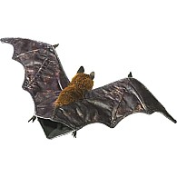 Fruit Bat
