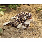 Desert Rain Frog Puppet