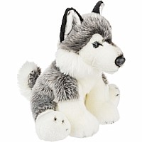Heritage Siberian Husky
