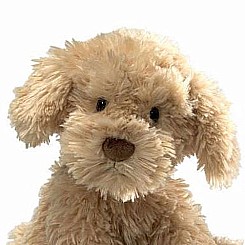 Nayla Cockapoo, 10.50"