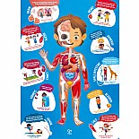 Human Body Puzzle