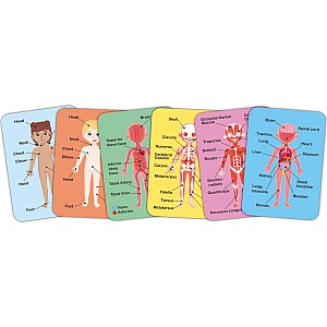 Human Body Magnetic Puzzle