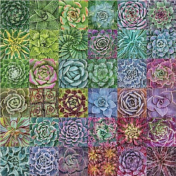 Galison "Succulent Spectrum" (500 Pc Puzzle)