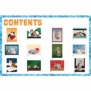 Paint by Sticker: Cats: Create 12 Stunning Images One Sticker at a Time!