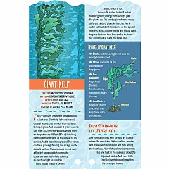 Fandex Kids: Ocean: Facts That Fit in Your Hand: 49 Sea Creatures Inside!