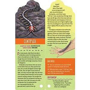 Fandex Kids: Bugs: Facts That Fit in Your Hand: 49 Incredible Insects, Spiders & More!