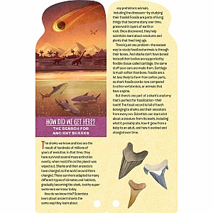 Fandex Kids: Sharks: Facts That Fit in Your Hand: 51 Sharks, Prehistoric Predators, and More Inside!