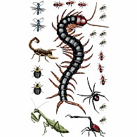 Creepy, Crawly Tattoo Bugs: 60 Temporary Tattoos That Teach