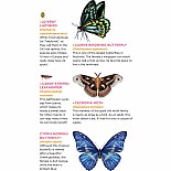 Fluttery, Friendly Tattoo Butterflies and Other Insects: 81 Temporary Tattoos That Teach