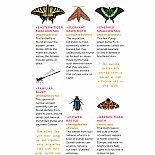 Fluttery, Friendly Tattoo Butterflies and Other Insects: 81 Temporary Tattoos That Teach