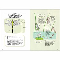Insect Anatomy: The Curious World of Bees, Beetles, Butterflies, and Bugs