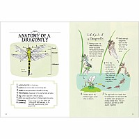 Insect Anatomy: The Curious World of Bees, Beetles, Butterflies, and Bugs