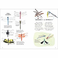 Insect Anatomy: The Curious World of Bees, Beetles, Butterflies, and Bugs