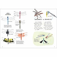 Insect Anatomy: The Curious World of Bees, Beetles, Butterflies, and Bugs