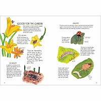 Insect Anatomy: The Curious World of Bees, Beetles, Butterflies, and Bugs