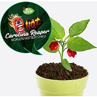 Carolina Reaper