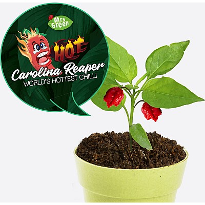 Carolina Reaper