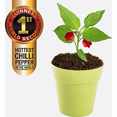 Carolina Reaper