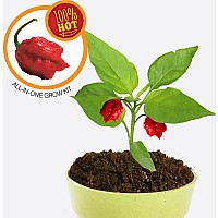 Carolina Reaper