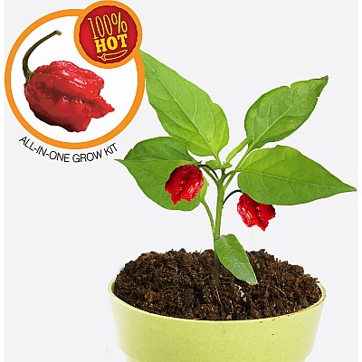 Carolina Reaper