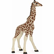Giraffe Calf