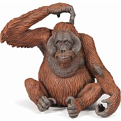 Orangutan
