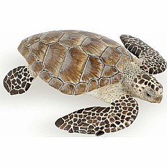 Turtle Cacouanne