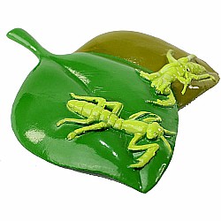 Praying Mantis Life Cycle Stages