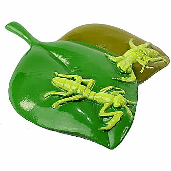 Praying Mantis Life Cycle Stages