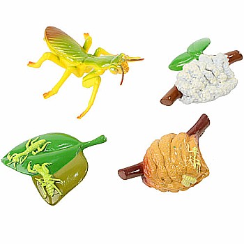 Praying Mantis Life Cycle Stages
