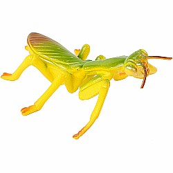 Praying Mantis Life Cycle Stages