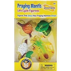 Praying Mantis Life Cycle Stages