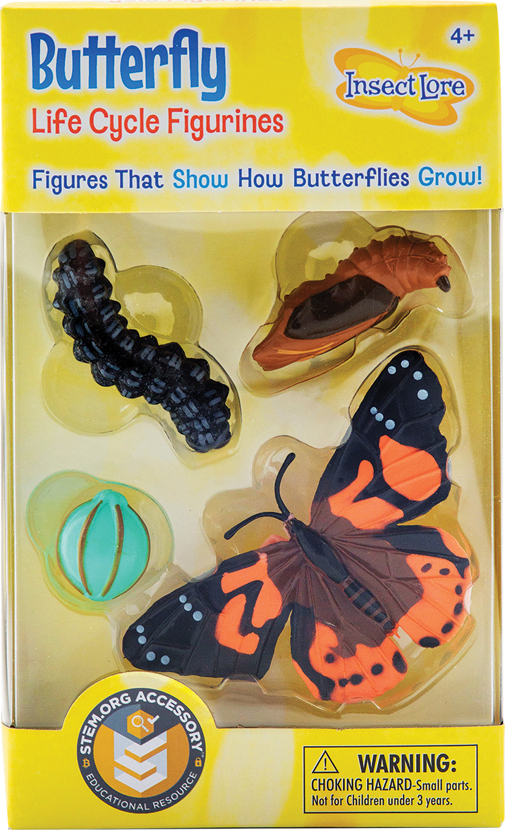 Life Cycle Stages- Butterfly - Franklin's Toys