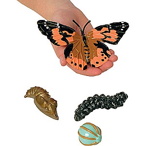 Life Cycle Stages- Butterfly