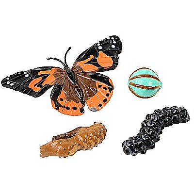 Butterfly Life Cycle Stages