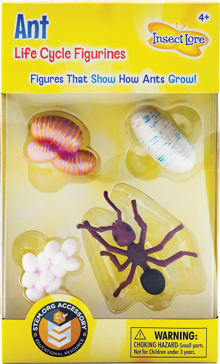 Ant Life Cycle Stages - Teaching Toys and Books