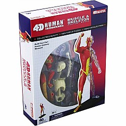 4D Human Muscle and Skeleton Anatomy Model
