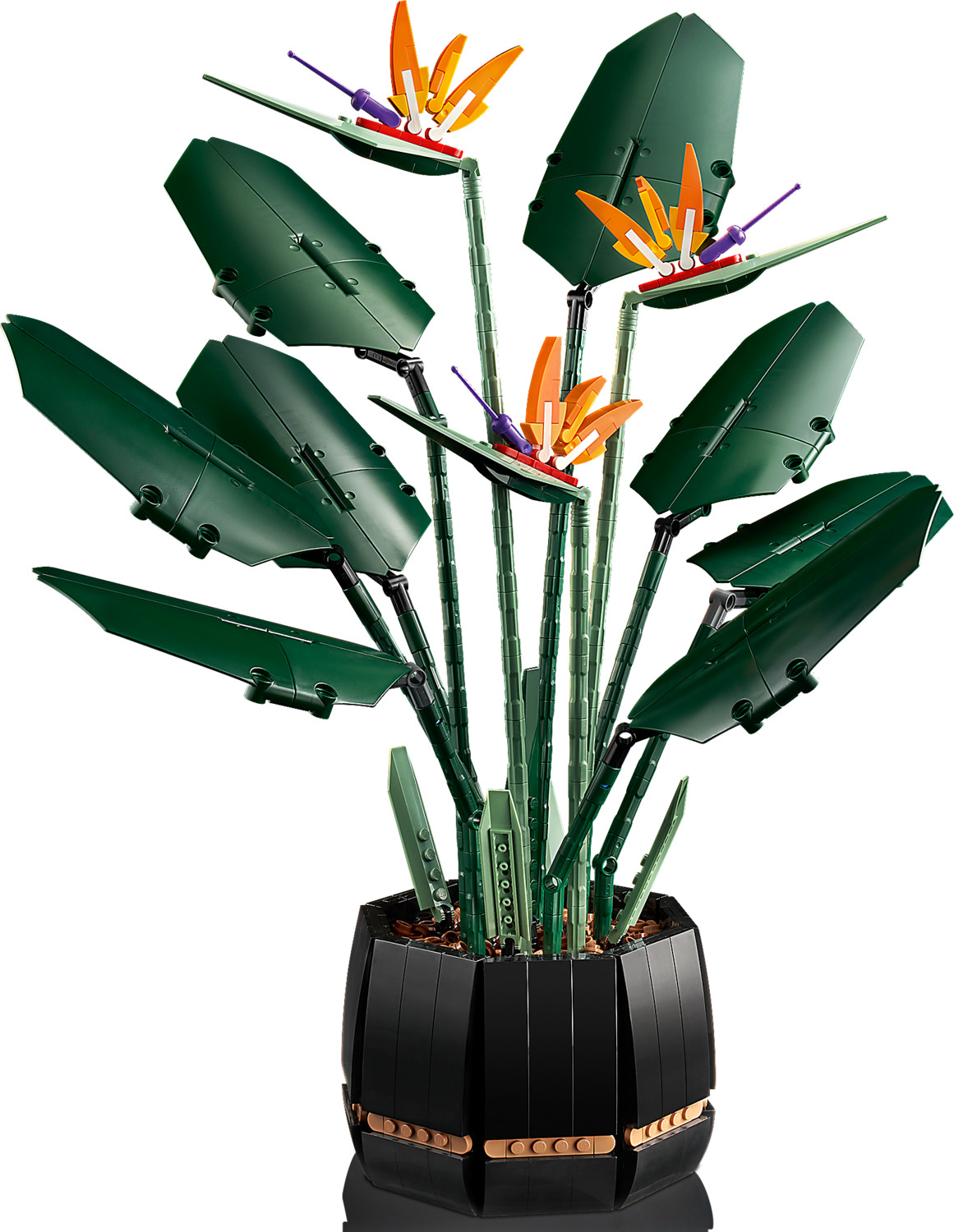 bunny ears plant Bunny Cactus | Houseplants Safe for Pets Delivery