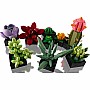 Art Succulents