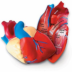 Cross- Section Heart Model
